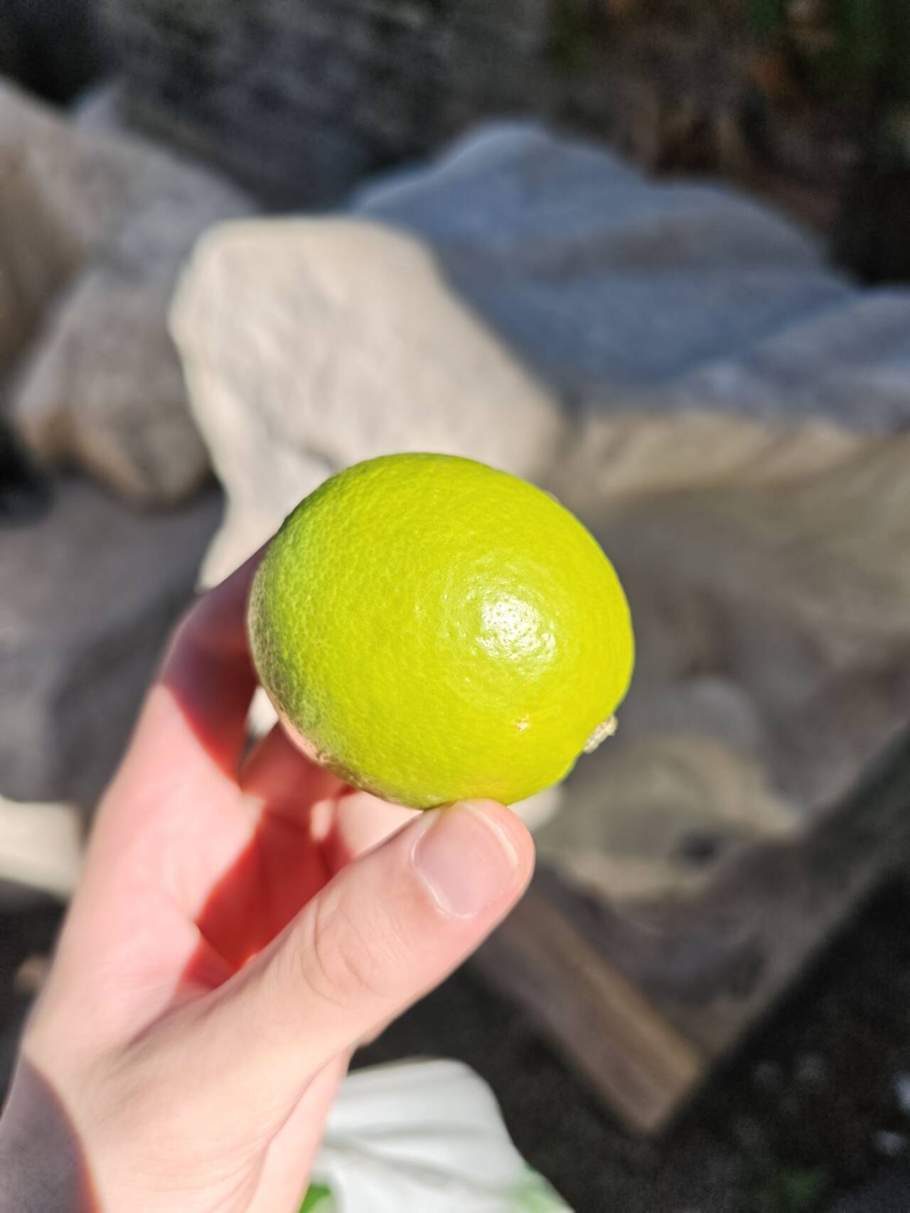 lemon